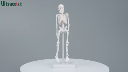 Mini Human Skeleton Anatomy Model (7.8" / 20 cm)