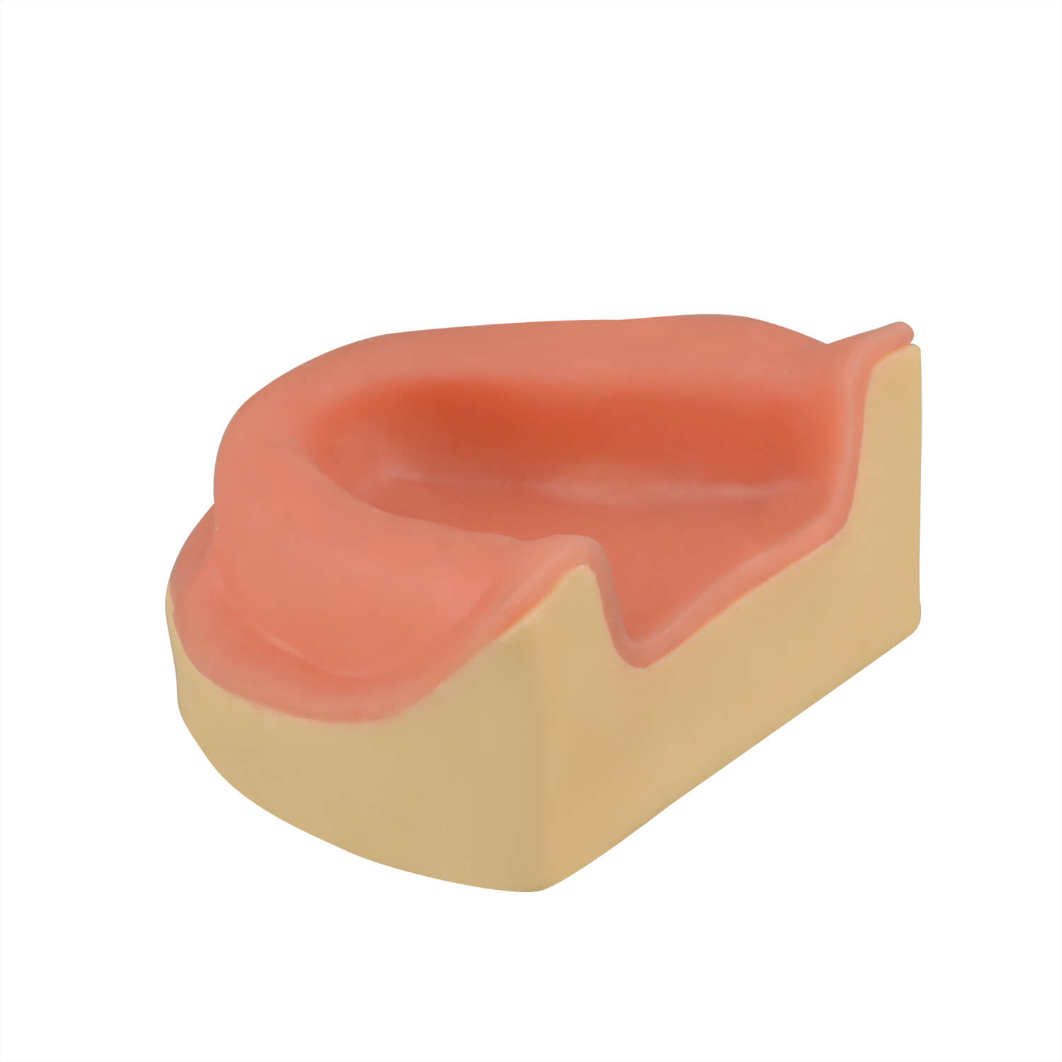 Dental Implant Training Maxillary Edentulous Model