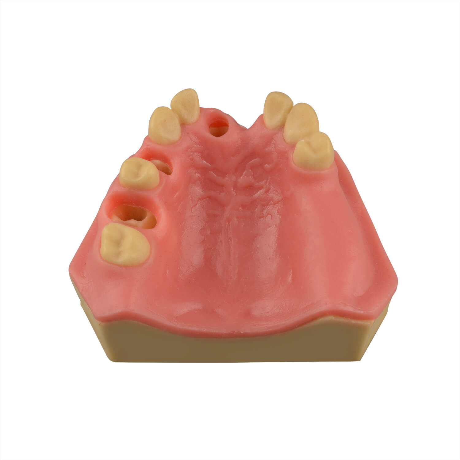 Dental Implant Training Practice Maxillary Model with Sinus
