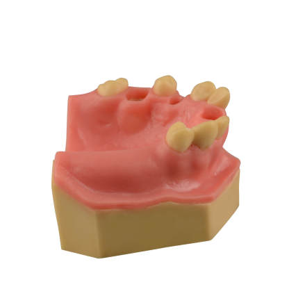 Dental Implant Training Practice Maxillary Model with Sinus