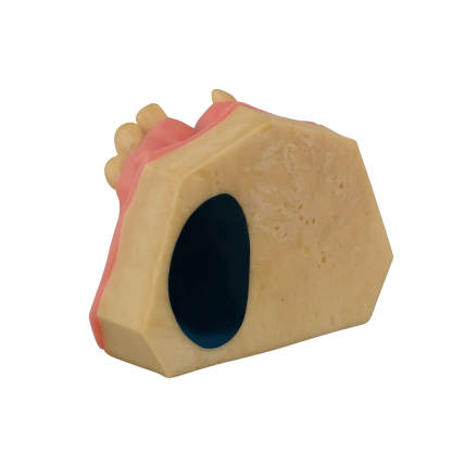Dental Implant Training Practice Maxillary Model with Sinus
