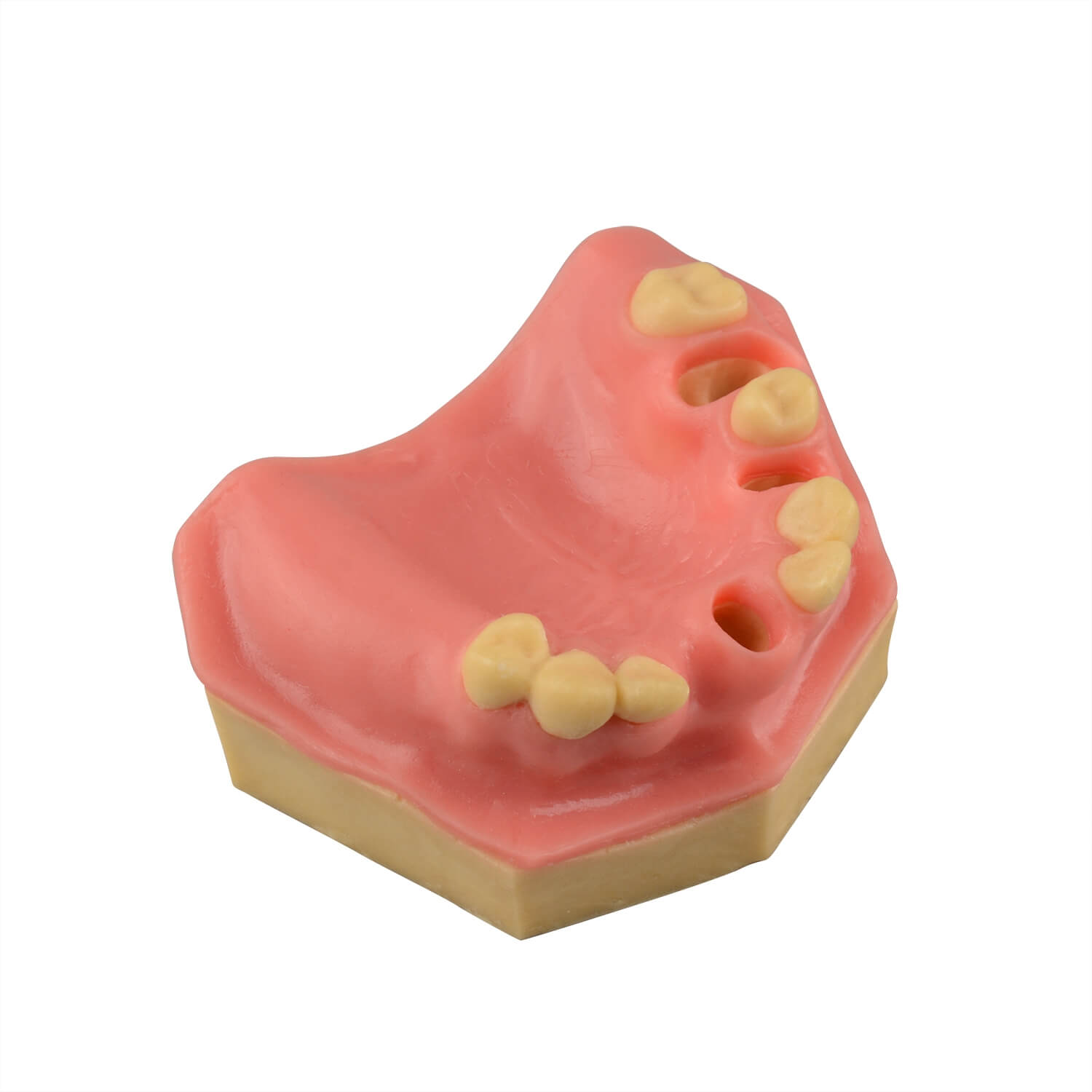 Dental Implant Training Practice Maxillary Model with Sinus