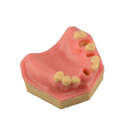 Dental Implant Training Practice Maxillary Model with Sinus