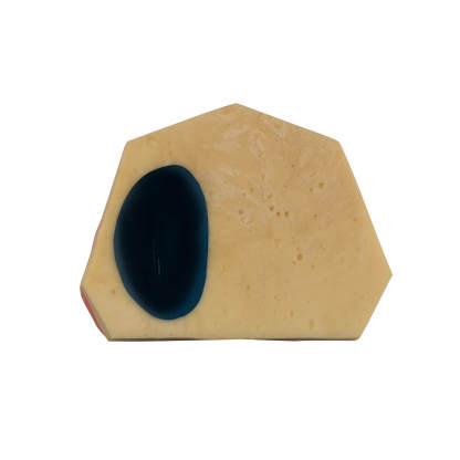 Dental Implant Training Practice Maxillary Model with Sinus