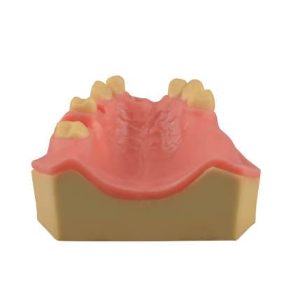 Dental Implant Training Practice Maxillary Model with Sinus