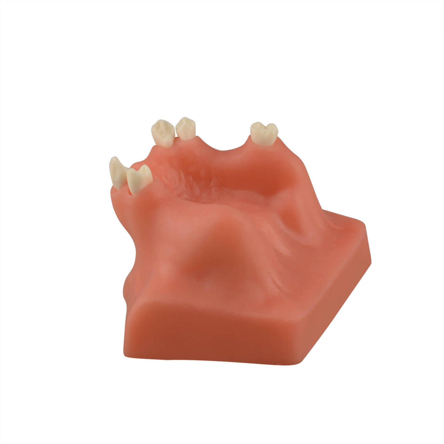 Dental Sinus Lift & Implant Practice Model - Type B