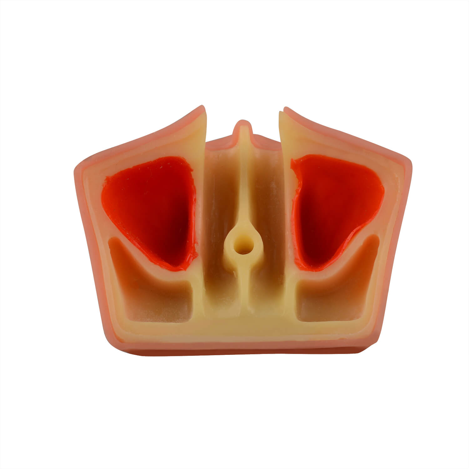 Dental Sinus Lift & Implant Practice Model - Type B