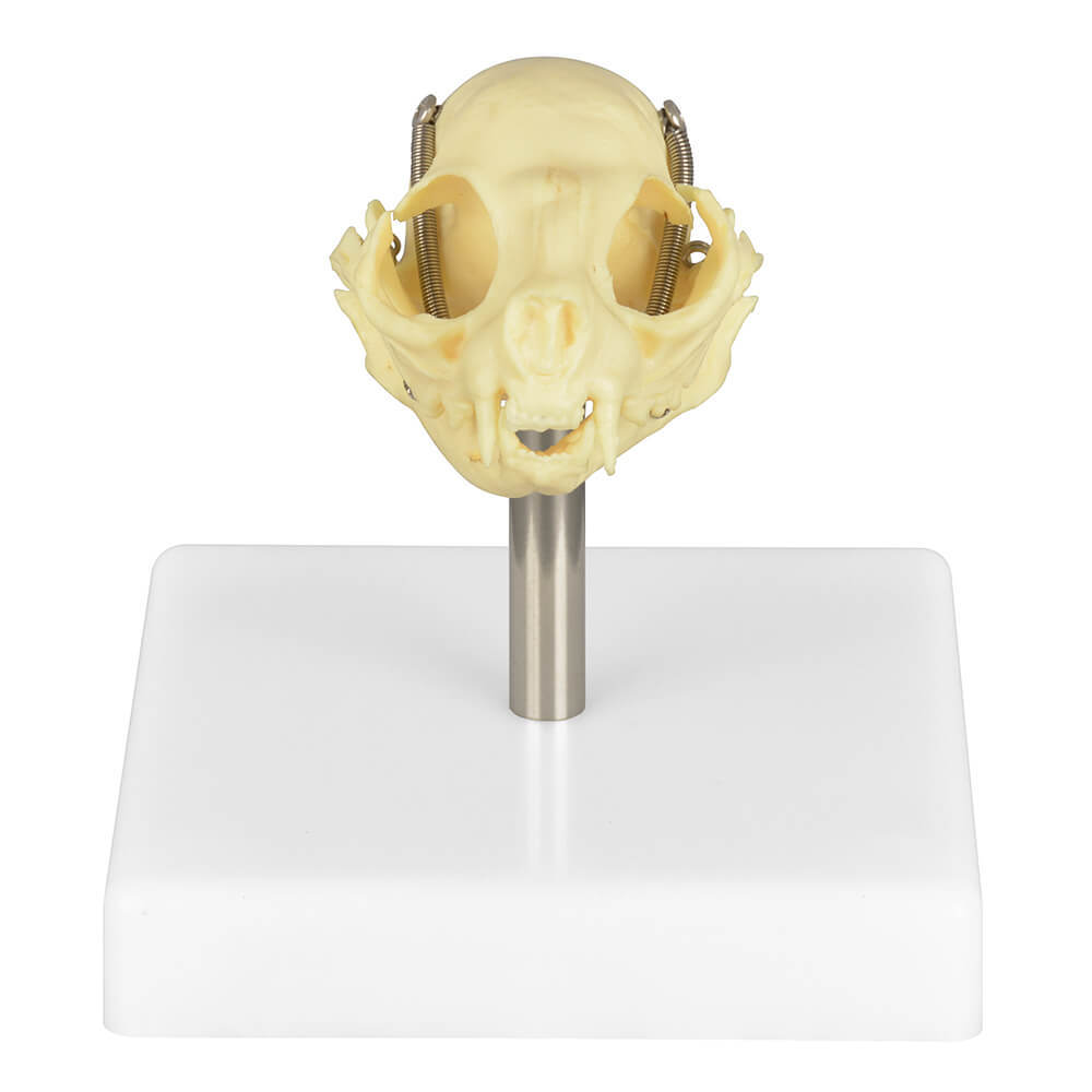 Cat Skull Anatomy 3D Model with Display Stand