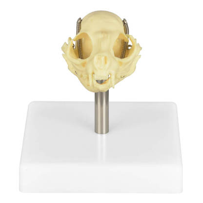 Cat Skull Anatomy 3D Model with Display Stand