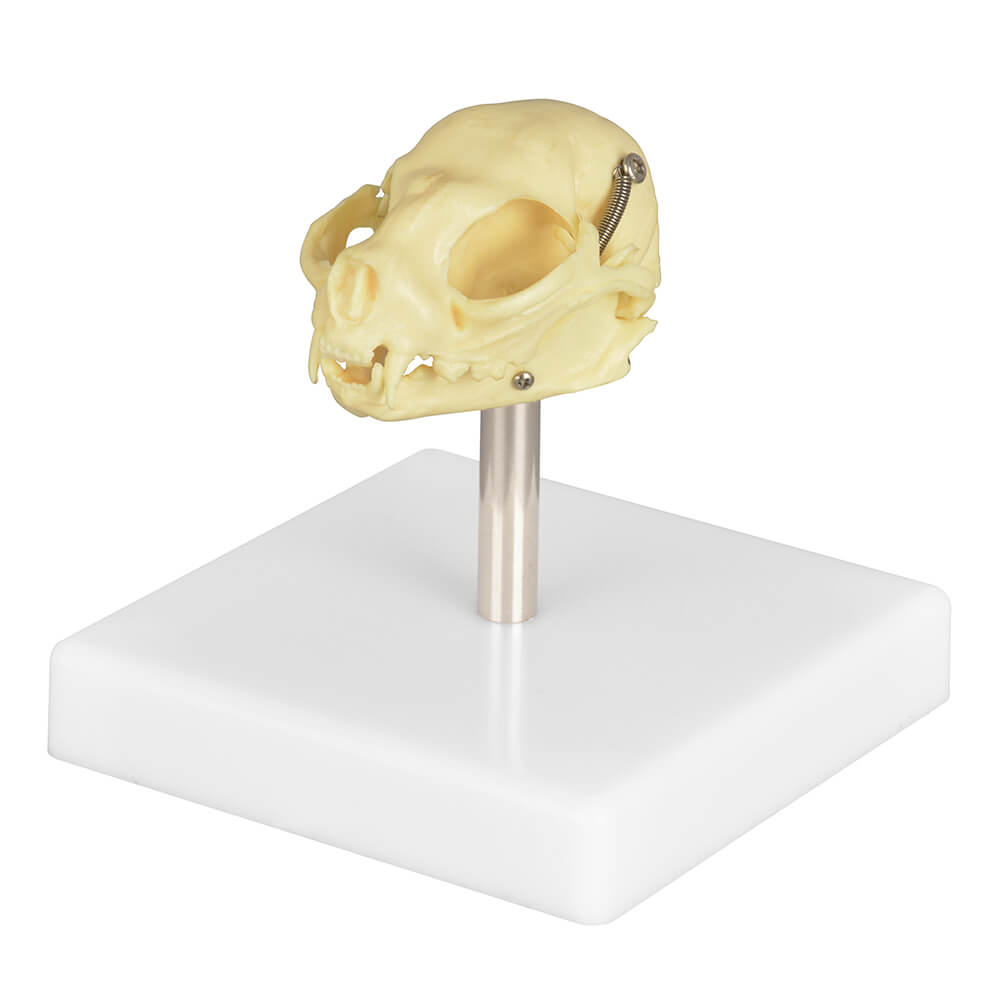 Cat Skull Anatomy 3D Model with Display Stand