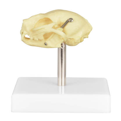 Cat Skull Anatomy 3D Model with Display Stand