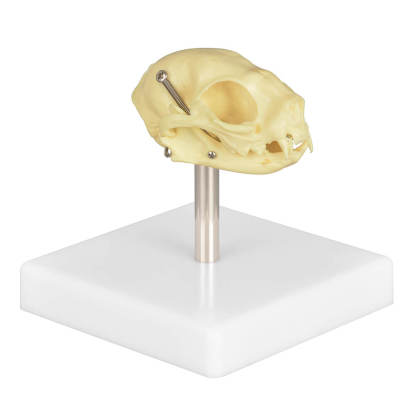 Cat Skull Anatomy 3D Model with Display Stand