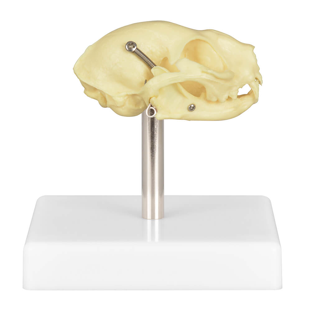 Cat Skull Anatomy 3D Model with Display Stand