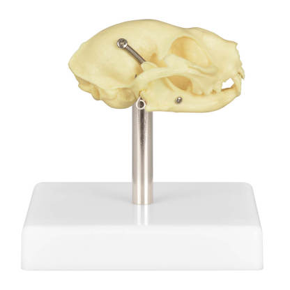 Cat Skull Anatomy 3D Model with Display Stand