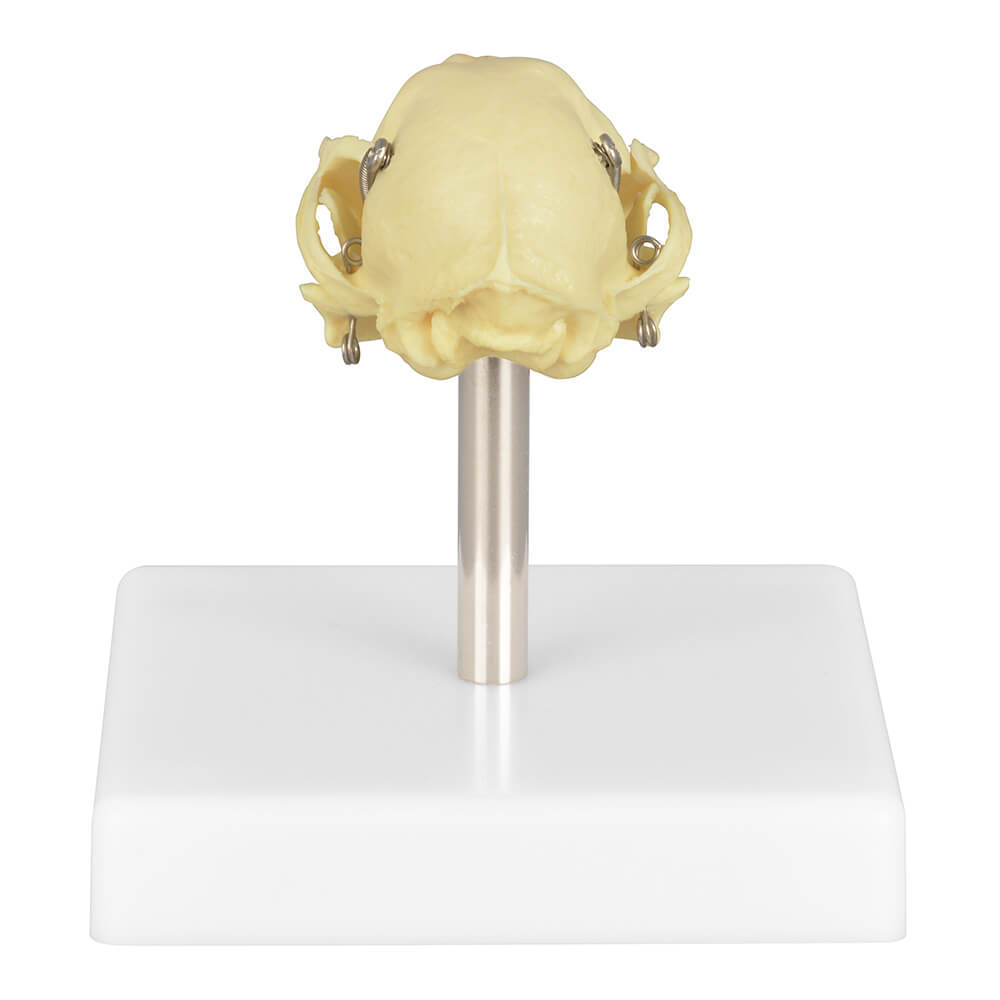 Cat Skull Anatomy 3D Model with Display Stand