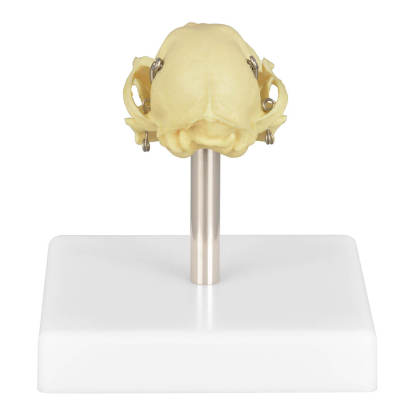 Cat Skull Anatomy 3D Model with Display Stand