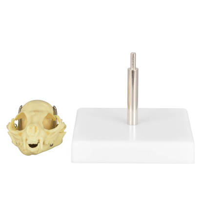 Cat Skull Anatomy 3D Model with Display Stand