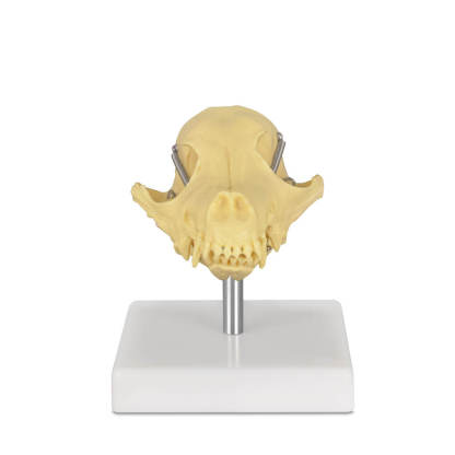 Desktop Canine Dog Skull 3D Model
