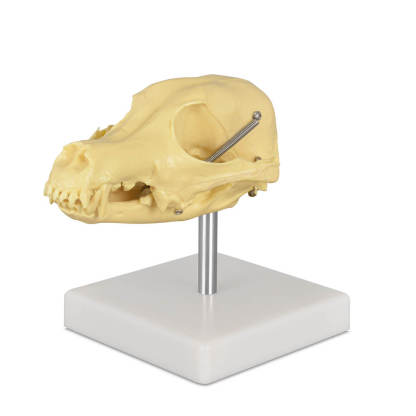 Desktop Canine Dog Skull 3D Model
