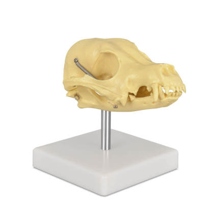 Desktop Canine Dog Skull 3D Model
