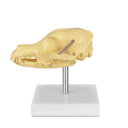 Desktop Canine Dog Skull 3D Model