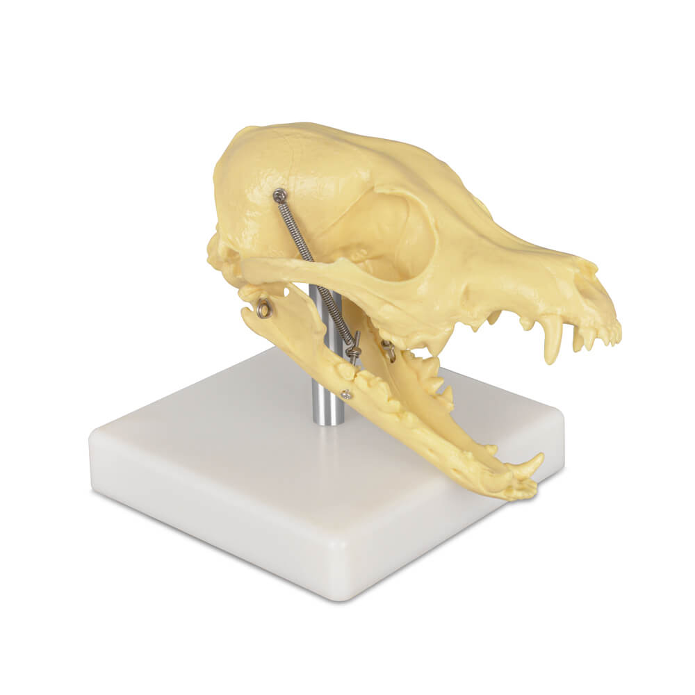 Desktop Canine Dog Skull 3D Model