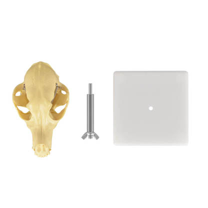 Desktop Canine Dog Skull 3D Model