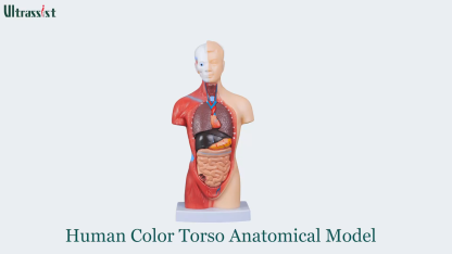 Human Torso Model with 15 Removable Parts for Anatomy Learning