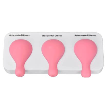 Dilatation and Curettage (D&C) Uterus Model with Base