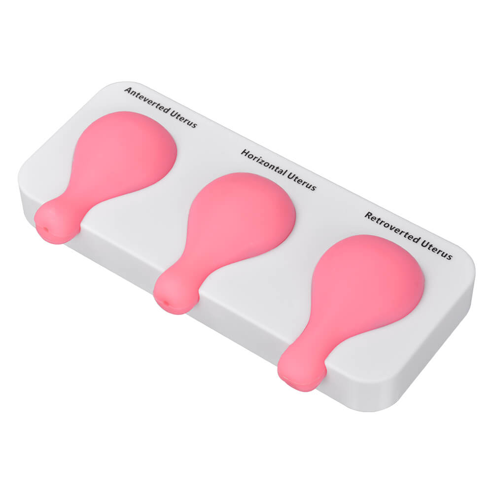 Dilatation and Curettage (D&C) Uterus Model 