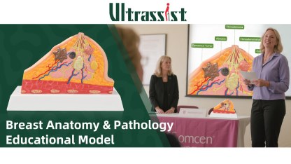 Anatomical Breast Model with Common Pathologies (Cross-Section)
