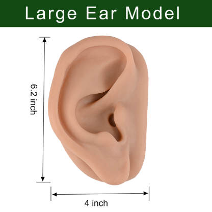 Enlarged Silicone Acupuncture Ear Model Size