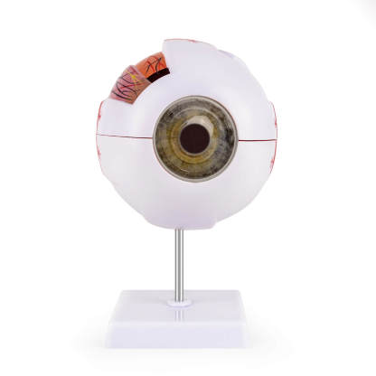 6X Enlarged Human Eye Model with Detachable Parts and Stand