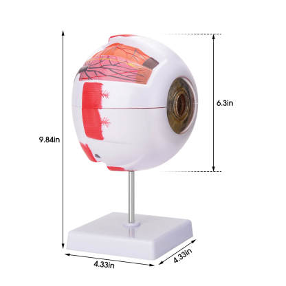 6X Enlarged Human Eye Model with Detachable Parts and Stand