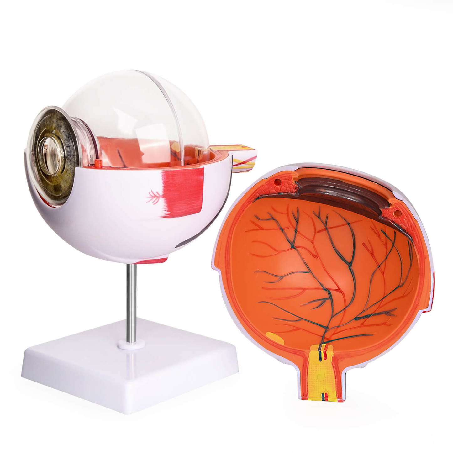 6X Enlarged Human Eye Model with Detachable Parts and Stand