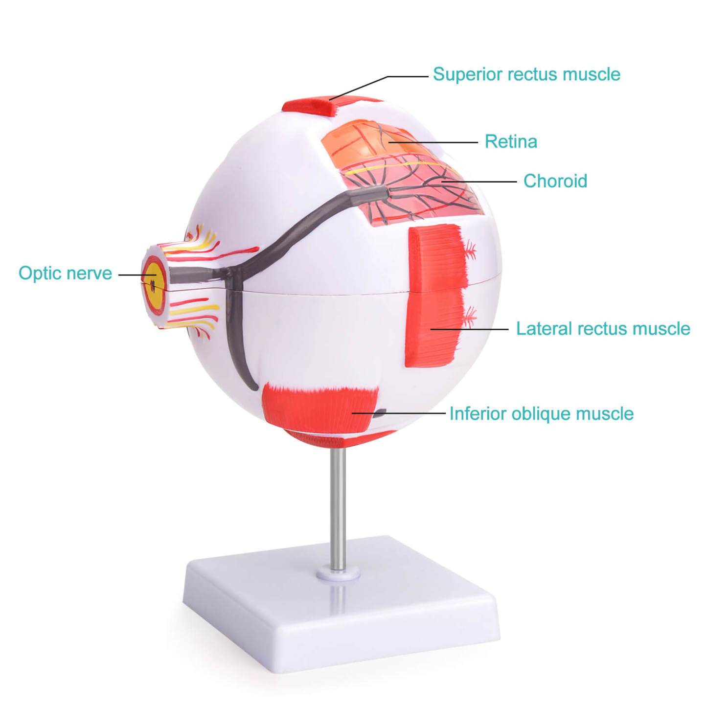 6X Enlarged Human Eye Model with Detachable Parts and Stand