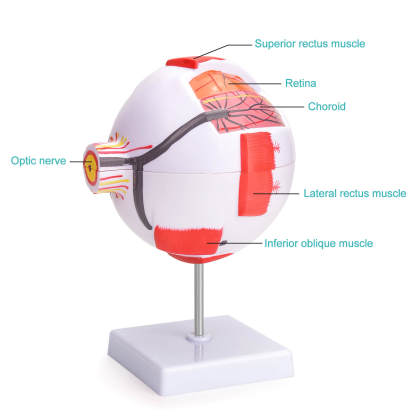 6X Enlarged Human Eye Model with Detachable Parts and Stand