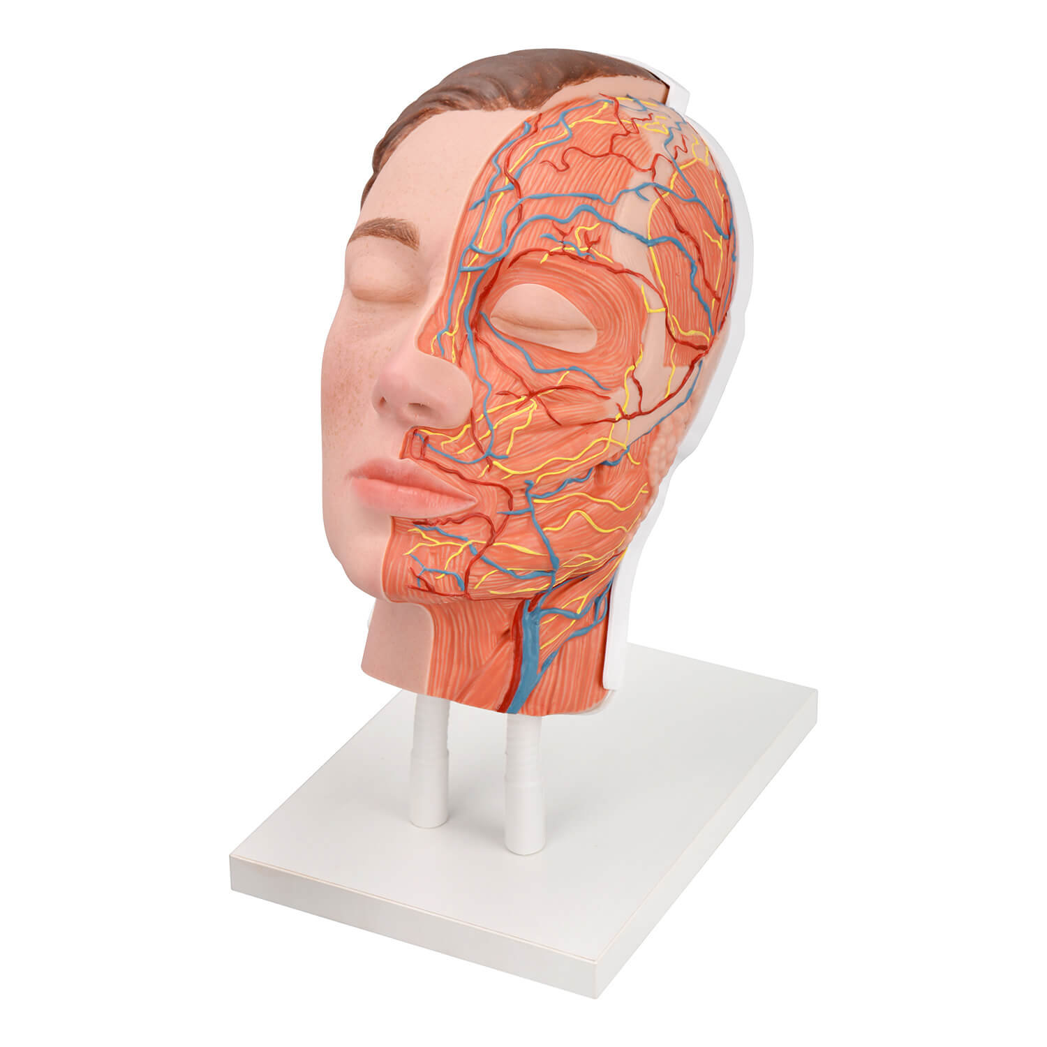 Facial Injection Anatomy Model with Vascular, Muscle & Nerve Anatomy