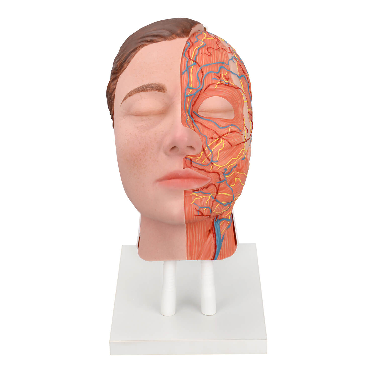 Facial Injection Anatomy Model with Vascular, Muscle & Nerve Anatomy