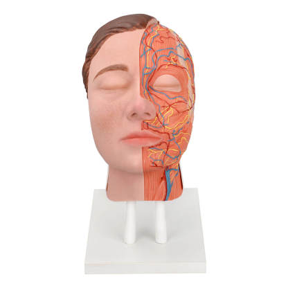 Facial Injection Anatomy Model with Vascular, Muscle & Nerve Anatomy