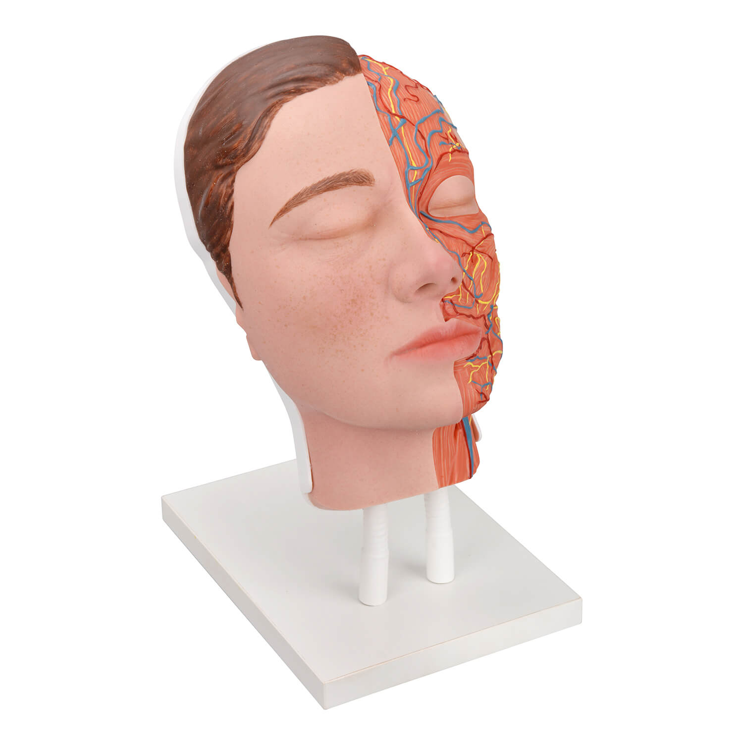 Facial Injection Anatomy Model with Vascular, Muscle & Nerve Anatomy
