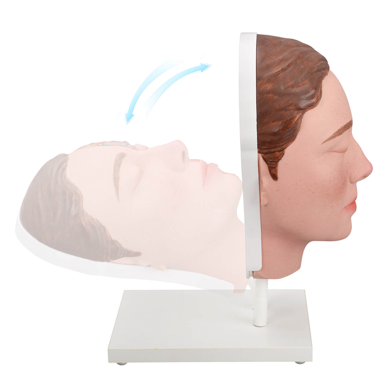 Facial Injection Anatomy Model with Vascular, Muscle & Nerve Anatomy