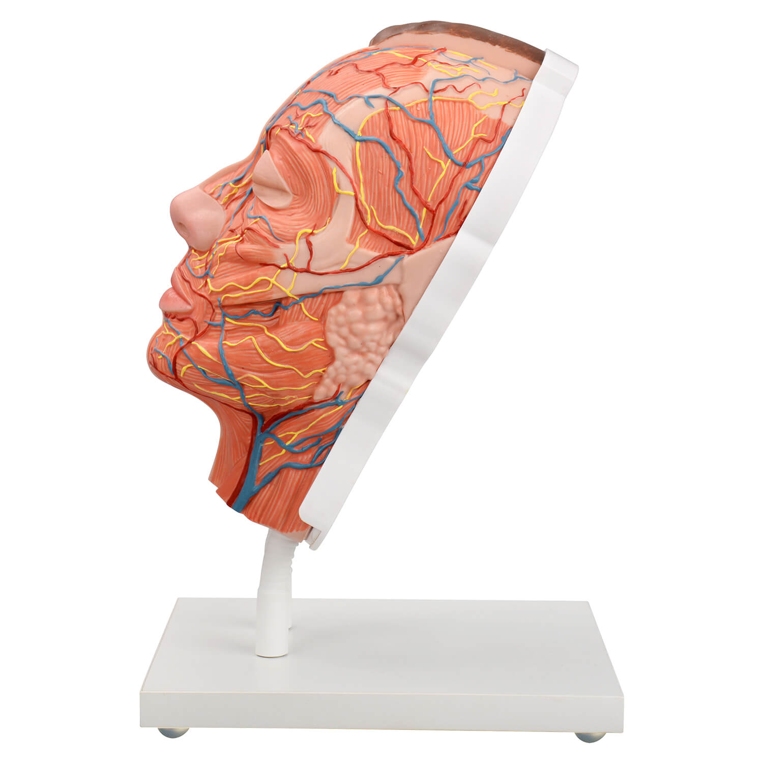 Facial Injection Anatomy Model with Vascular, Muscle & Nerve Anatomy