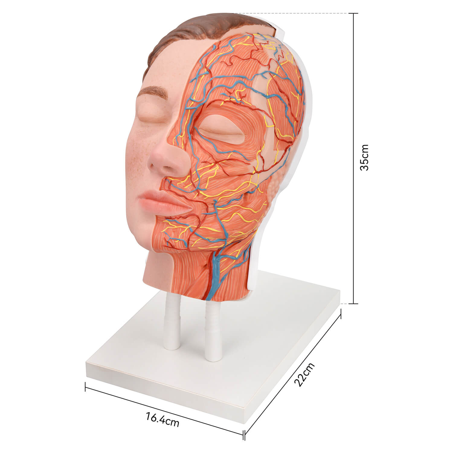 Facial Injection Anatomy Model with Vascular, Muscle & Nerve Anatomy