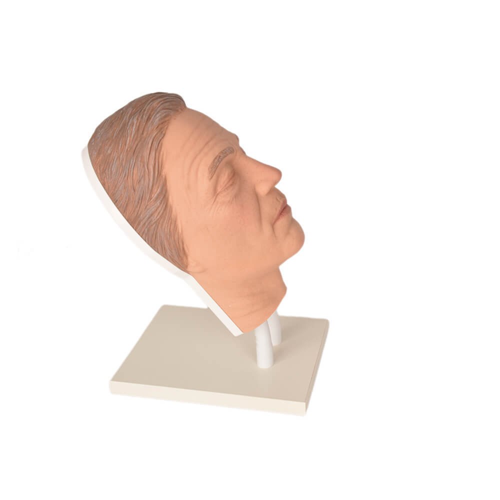 Male Facial Injection Training Head with Adjustable Base – Ultrassist