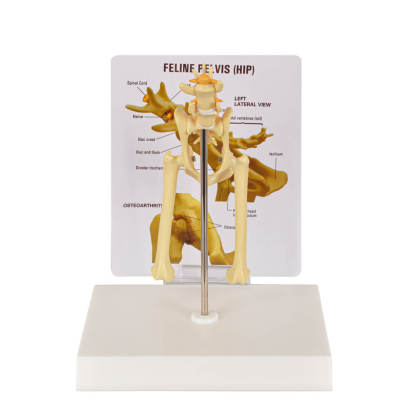 Feline Pathological Pevis Hip Joint Model
