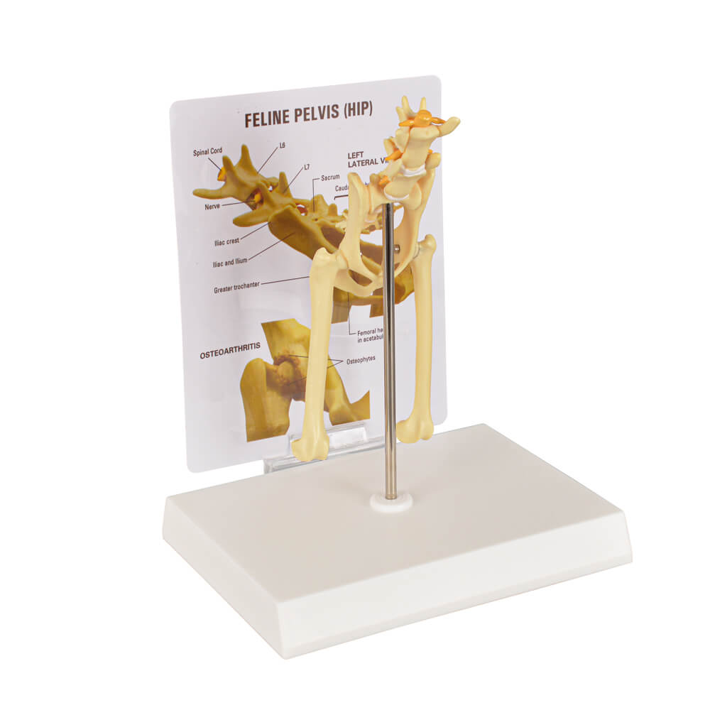 Feline Pathological Pevis Hip Joint Model