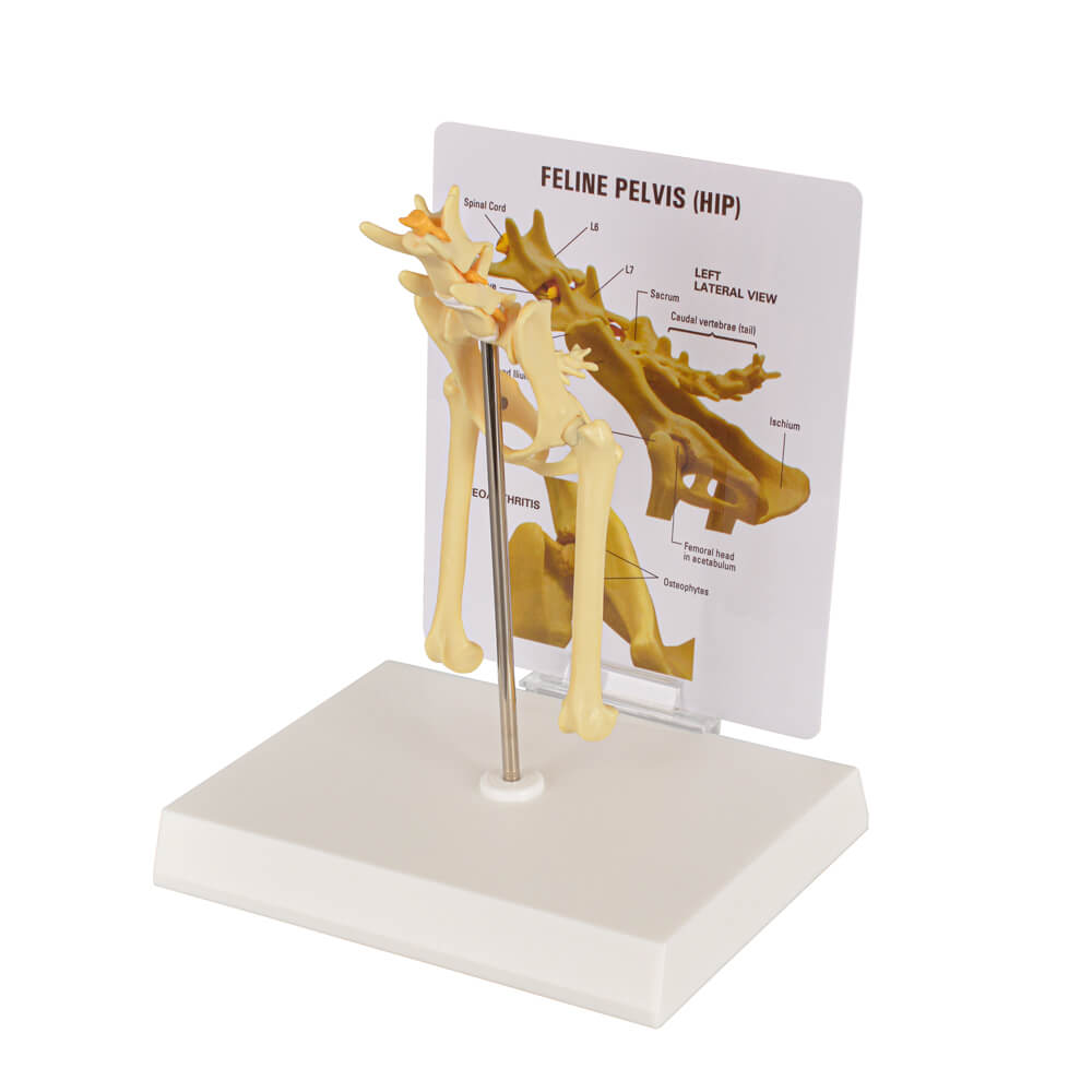 Feline Pathological Pevis Hip Joint Model