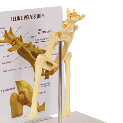 Feline Pathological Pevis Hip Joint Model