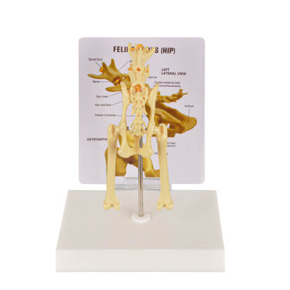 Feline Pathological Pevis Hip Joint Model
